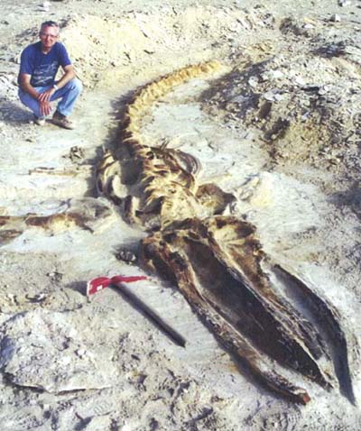 Balina Fosili