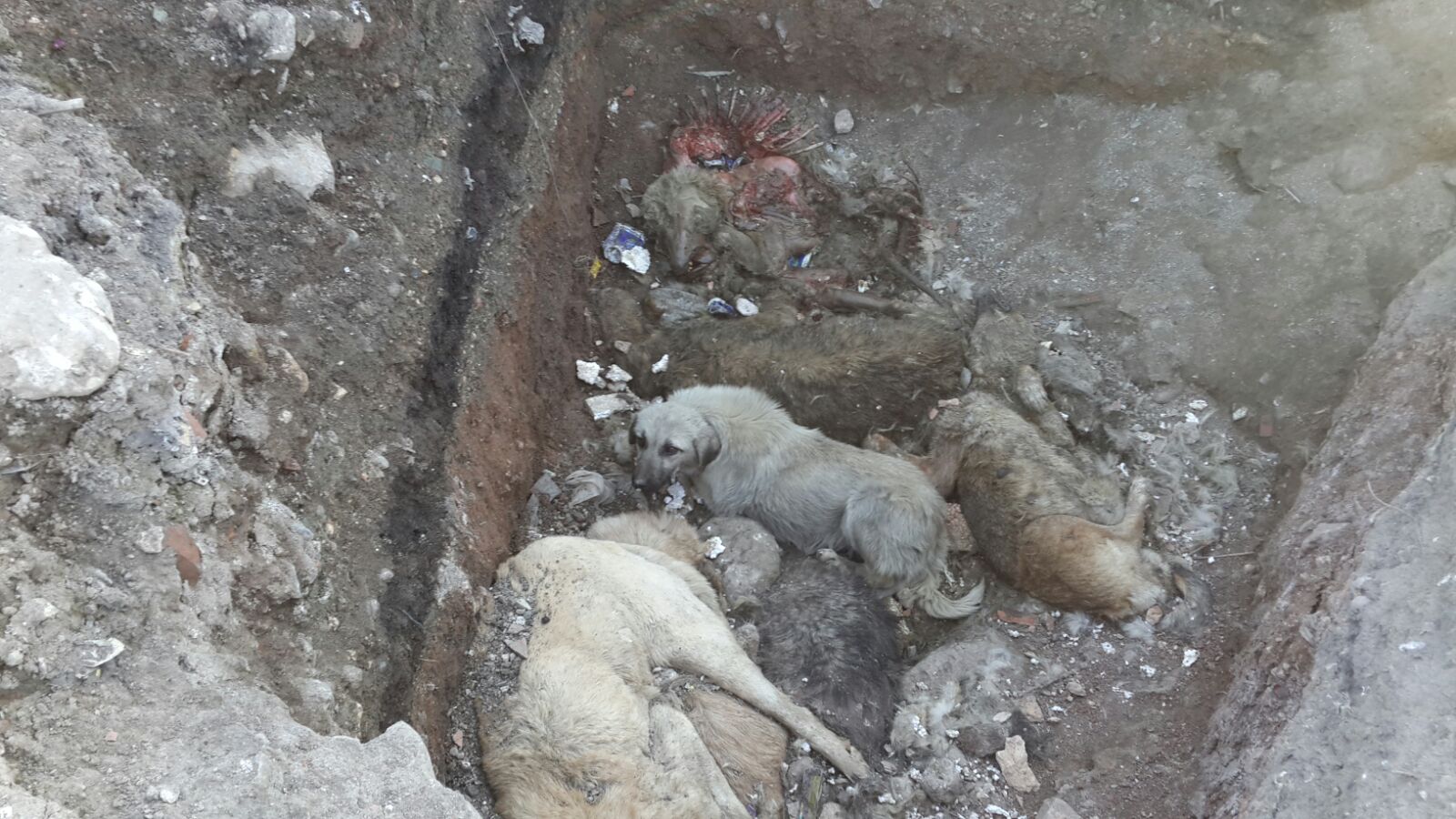 İDO Yine Köpek Öldürdü İDO Yine Köpek Öldürdü