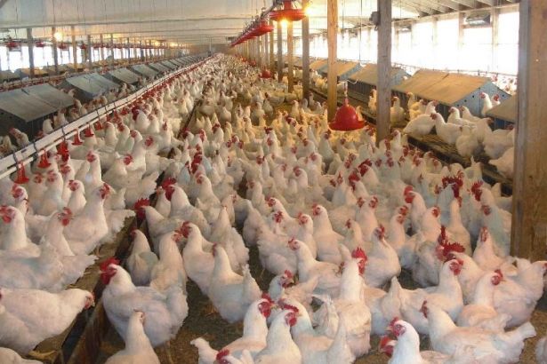 Neden tavuk değil sorusuna cevap veriyoruz Neden tavuk değil sorusuna cevap veriyoruz
