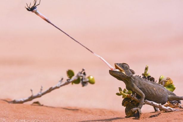 ep_chameleon_16x9.jpg