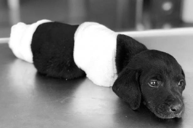 Köpek Katili Öğretmene Soruşturma Açıldı Köpek Katili Öğretmene Soruşturma Açıldı
