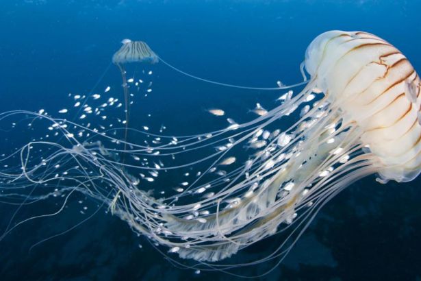 deniz anasÄ± ile ilgili gÃ¶rsel sonucu
