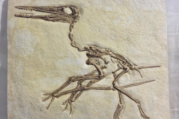 ABDde yeni bir uçan dinozor türü keşfedildi ABDde yeni bir uçan dinozor türü keşfedildi