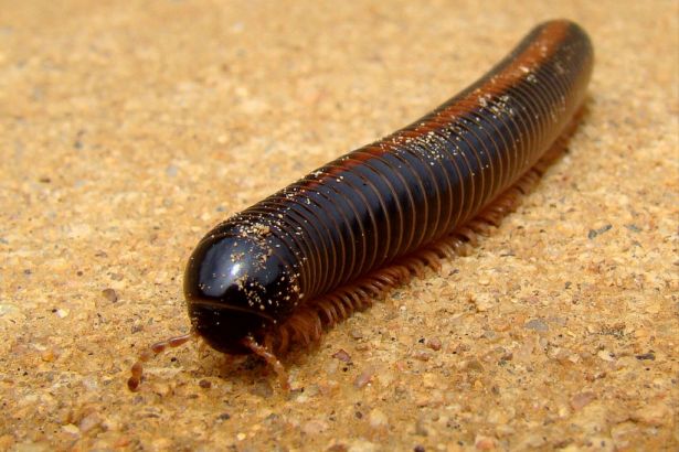 sibiriulus_baigazanensis.jpg?itok=ii14Lq