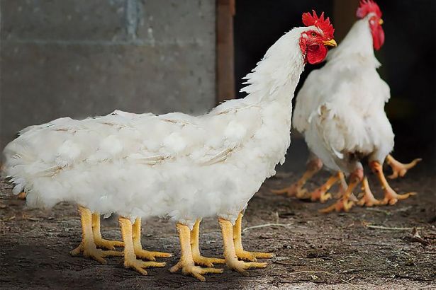 Neden tavuk değil sorusuna cevap veriyoruz Neden tavuk değil sorusuna cevap veriyoruz