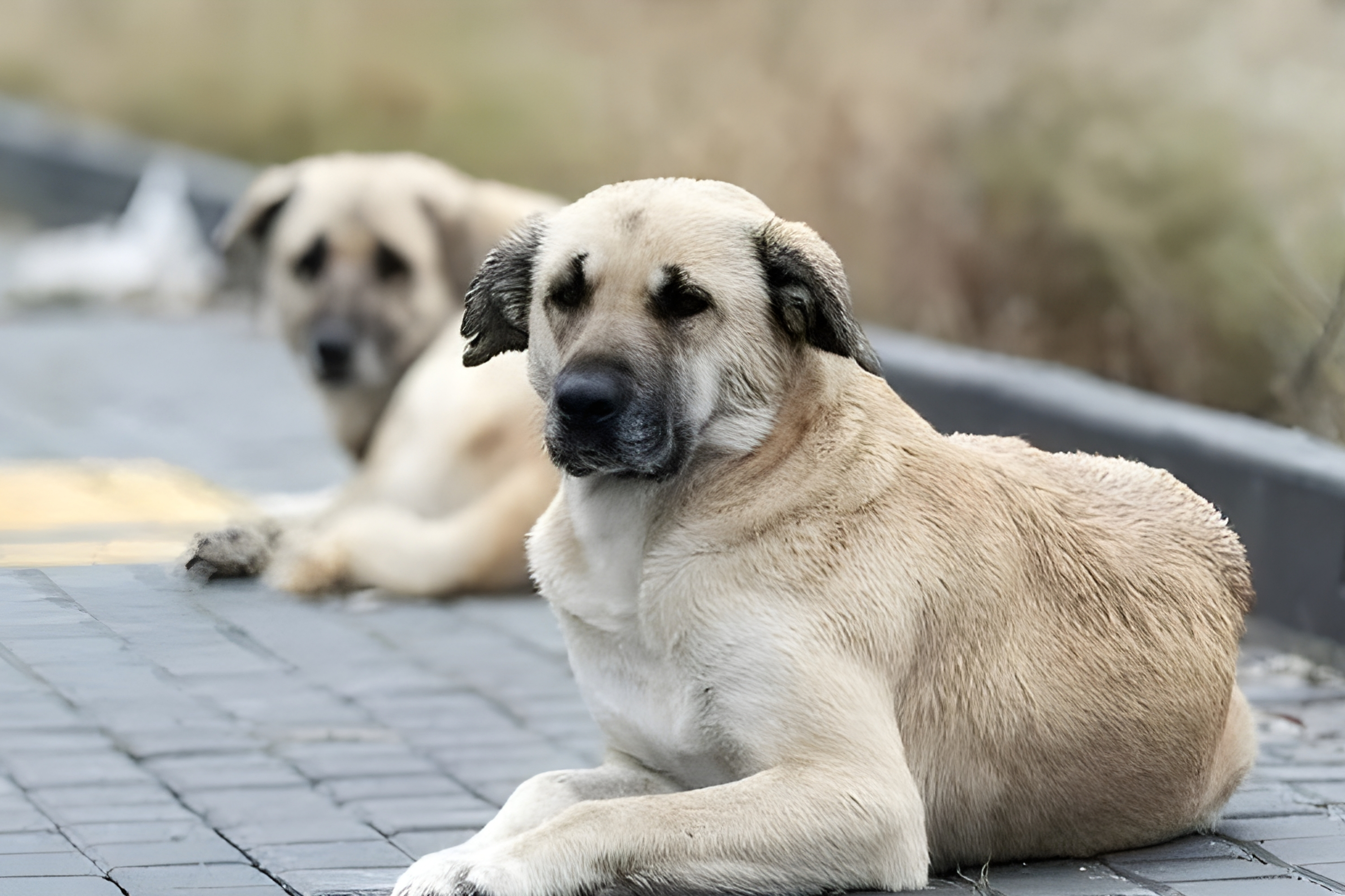 İstanbul Valiliği'nden belediyelere 'sahipsiz köpek' yazısı: 'Mayıs ayı sonuna kadar toplayın'