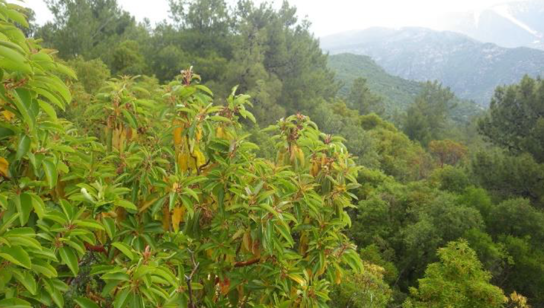 Mermer ocağı açılması planlanan orman arazisinden görünüm