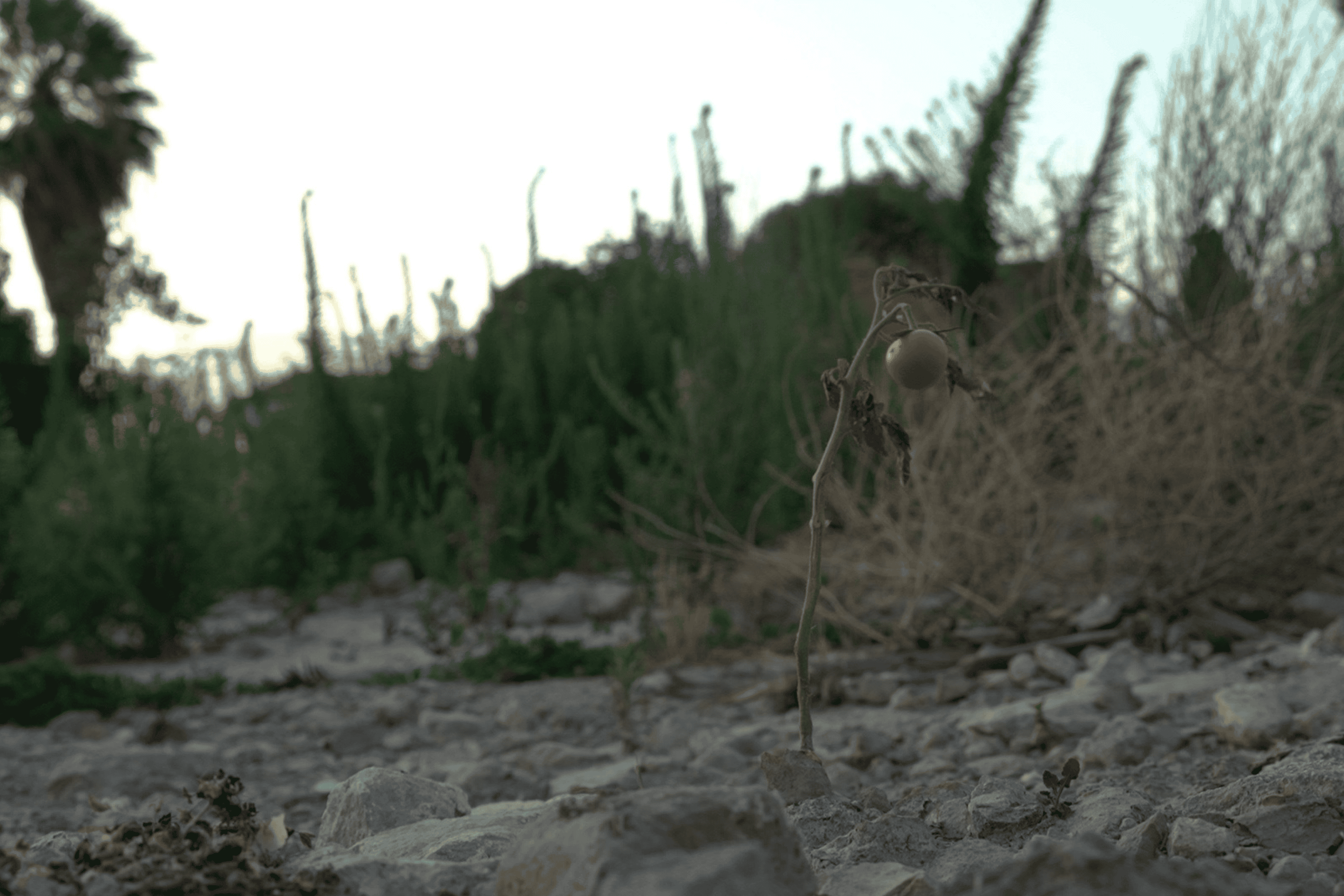 Yıkıntılar arasında filizlenen bir yeniden kuruluş öyküsü: Depremin hafızası ve Seva belgeseli