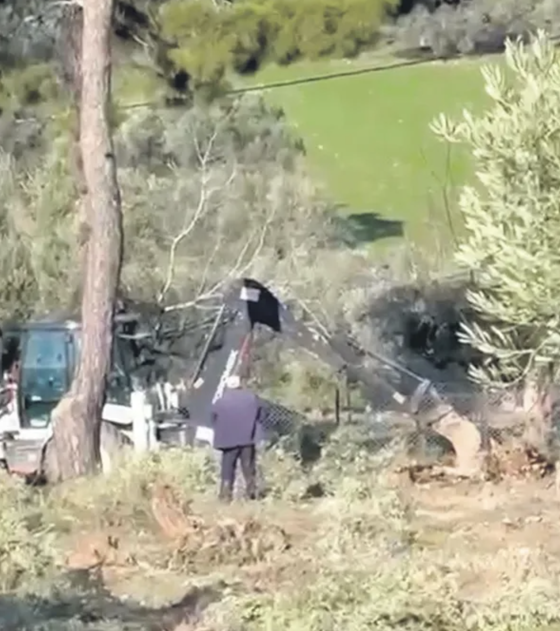 Milas’ta asırlık zeytinlere kıyan CHP'li başkan istifa etti: 'Yıkımın baş sorumlusu bu düzenin kendisi'