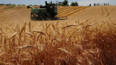 Bozdoğanlı çiftçiler isyan etti: '25 liraya ürettiğimiz buğd