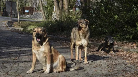 NATO Zirvesi öncesi emniyetten belediyelere yazı: Sokak köpeklerinin toplatılması emri verildi
