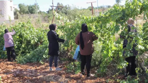 Batı Şeria'da İsrail askerleri tarafından sökülen bir üzüm bağı.
