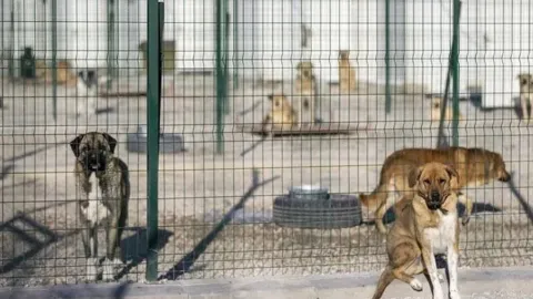 Ankara Valisi Yakup Canbolat'ın açıklaması sonrası sokak hayvanları toplama çalışmaları