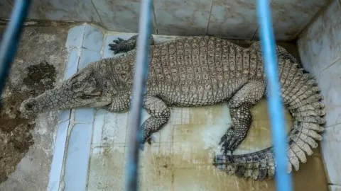 İsrail bayrağı önünde duran bir Nil timsahının görseli.
