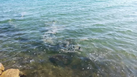 Mersin Susanoğlu plajında biriken plastik atıklar ve çöpler.