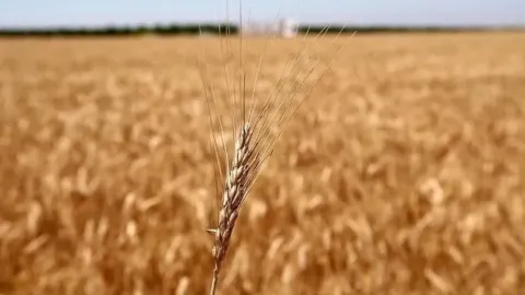 Küresel gıda güvenliği Ukrayna savaşının kurbanı olabilir