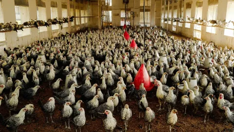 Pakistan tavuk çiftlikleri süper bakterilere dönüştü