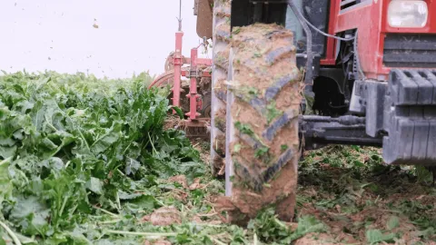 Şeker pancarı çiftçileri maliyet artışlarıyla mücadelede