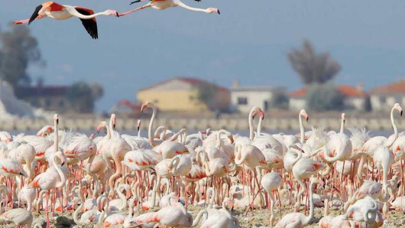 Flamingo Kuşu Türleri ve Özellikleri