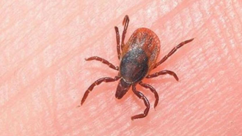 Yozgat�ta kenenin ısırdığı kadın hayatını kaybetti soL haber