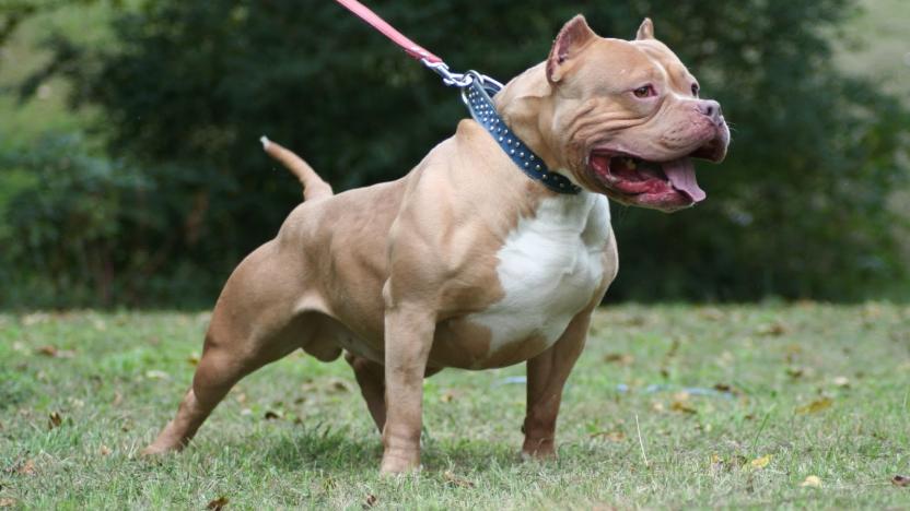 barinak basip pitbullari caldilar