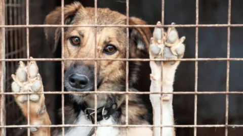sokak köpeği