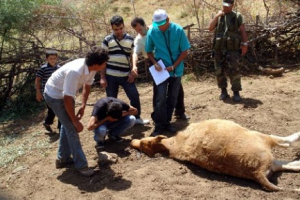 Hakkariâ€™de bÃ¼yÃ¼kbaÅŸ hayvanlara havan topu | soL Haber PortalÄ±